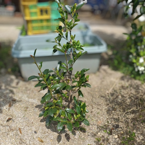 IMG_20260903_070442.jpgのサムネイル画像