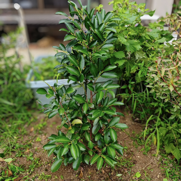 IMG_20260903_070521.jpgのサムネイル画像